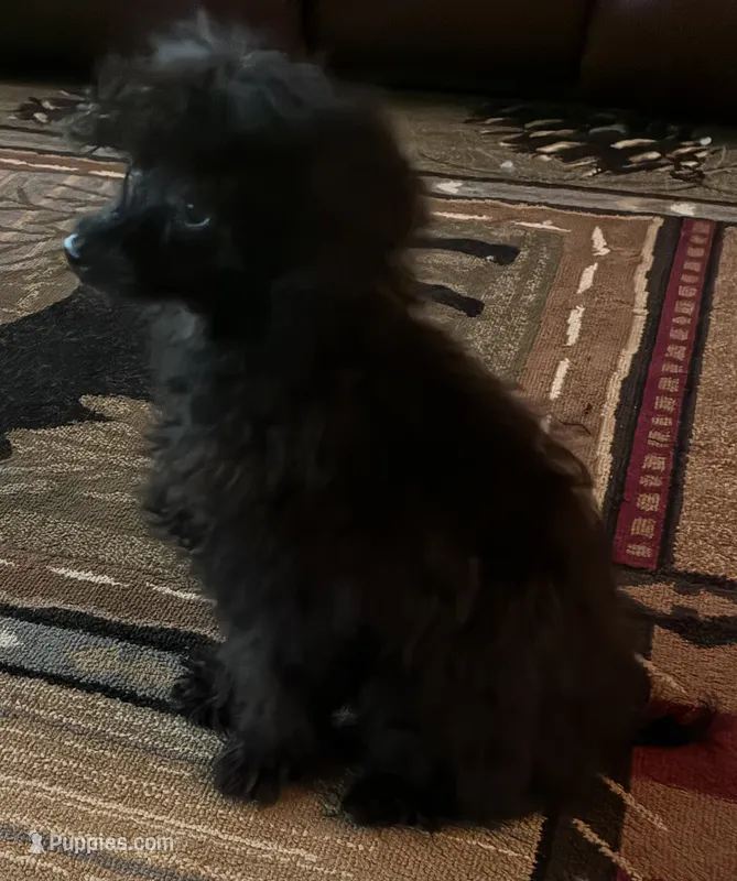  onyx  – Poodle - Toy  puppy for sale in Hendersonville, TN