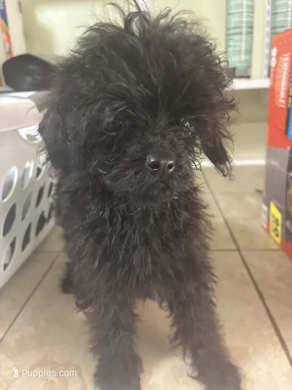 Coal – Poodle - Toy  puppy for sale in Hendersonville, TN