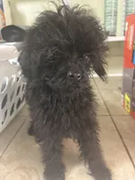 Coal, a male Poodle - Toy  for sale in Warrenton, MO – 2 of 6