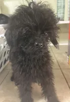 Codey , a male Poodle - Toy  for sale in Hendersonville, TN – 1 of 1