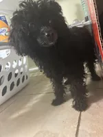  onyx , a male Poodle - Toy  for sale in Warrenton, MO – 4 of 6