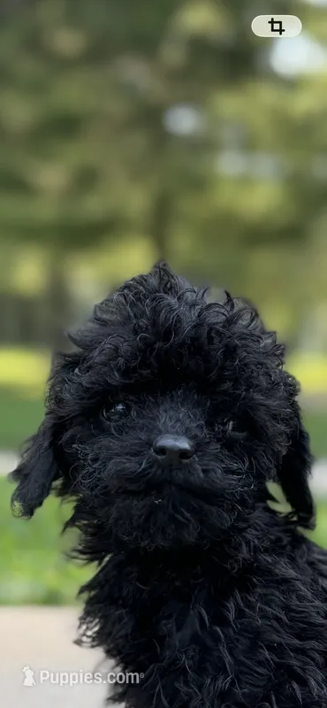 Akc onyx  – Poodle - Toy  puppy for sale in Warrenton, MO