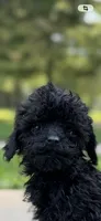 Akc onyx , a male Poodle - Toy  for sale in Warrenton, MO – 1 of 1