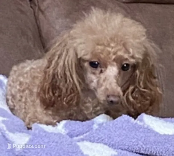 Puppies coming  – Poodle - Toy  puppy for sale in Nashville, TN