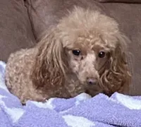 Puppies coming , a  Poodle - Toy  for sale in Nashville, TN – 1 of 2