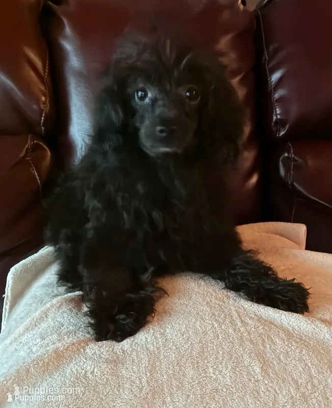  onyx  – Poodle - Toy  puppy for sale in Hendersonville, TN