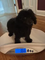 Keke, a female Poodle - Toy  for sale in Hendersonville, TN – 5 of 5