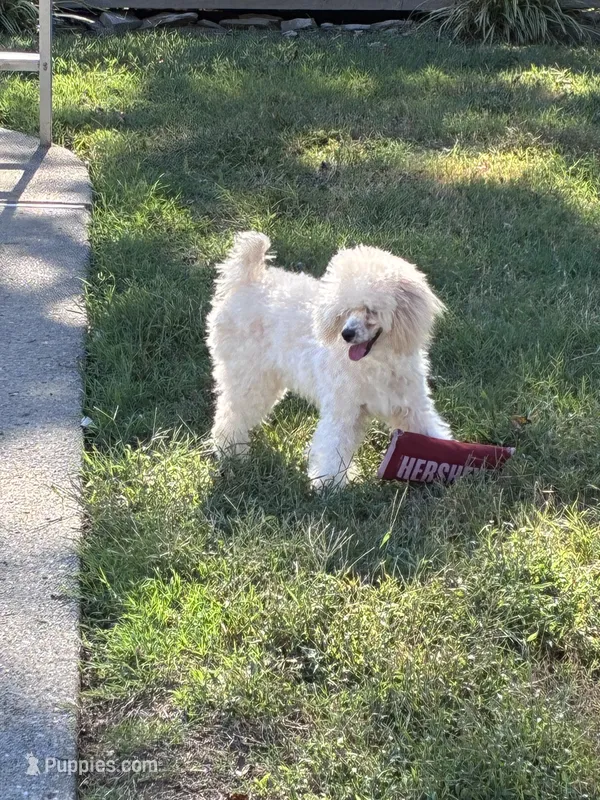 Vivian – Poodle - Miniature  puppy for sale in Hendersonville, TN