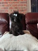 Raven, a female Poodle - Toy  for sale in Hendersonville, TN – 6 of 10