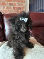 Raven, a female Poodle - Toy  for sale in Hendersonville, TN – 9 of 10