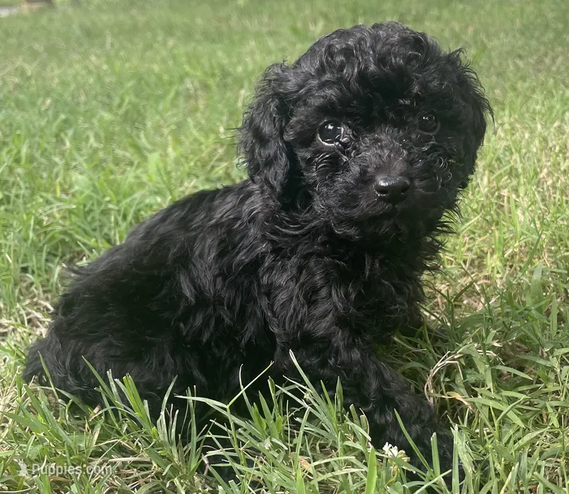 Akc Elvira  – Poodle - Toy  puppy for sale in Warrenton, MO