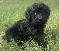 Akc Elvira , a female Poodle - Toy  for sale in Warrenton, MO – 1 of 1