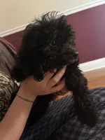 Keke, a female Poodle - Toy  for sale in Hendersonville, TN – 2 of 5