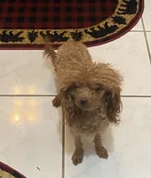 Pumpkin, a female Poodle - Toy  for sale in Hendersonville, TN – 2 of 3