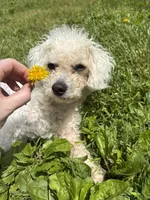 Nash, a male Poodle - Miniature  for sale in Hendersonville, TN – 8 of 10