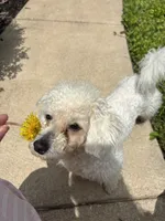 Nash, a male Poodle - Miniature  for sale in Hendersonville, TN – 1 of 10