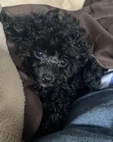 Puppies coming , a  Poodle - Toy  for sale in Nashville, TN – 2 of 2