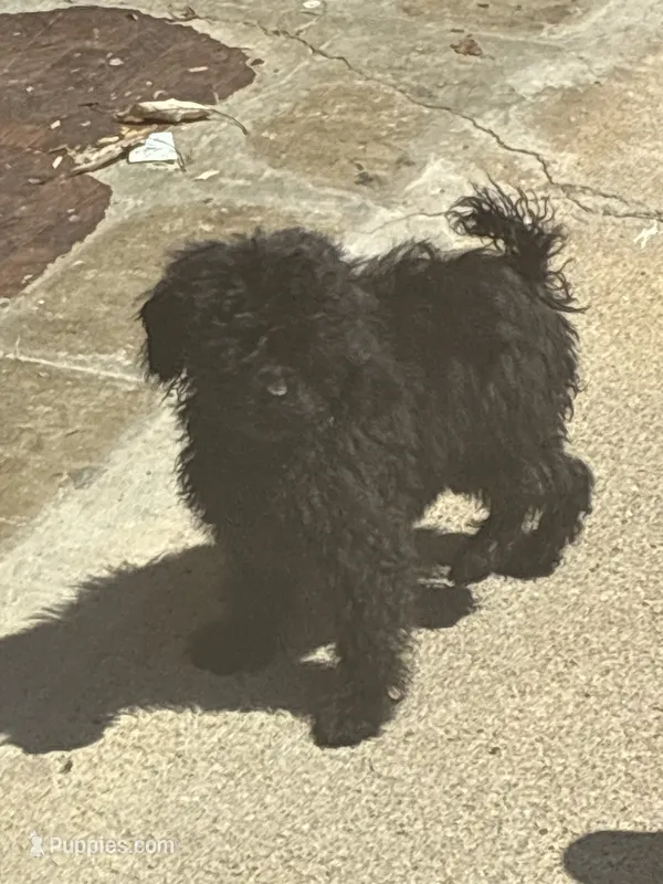 Coal – Poodle - Toy  puppy for sale in Warrenton, MO