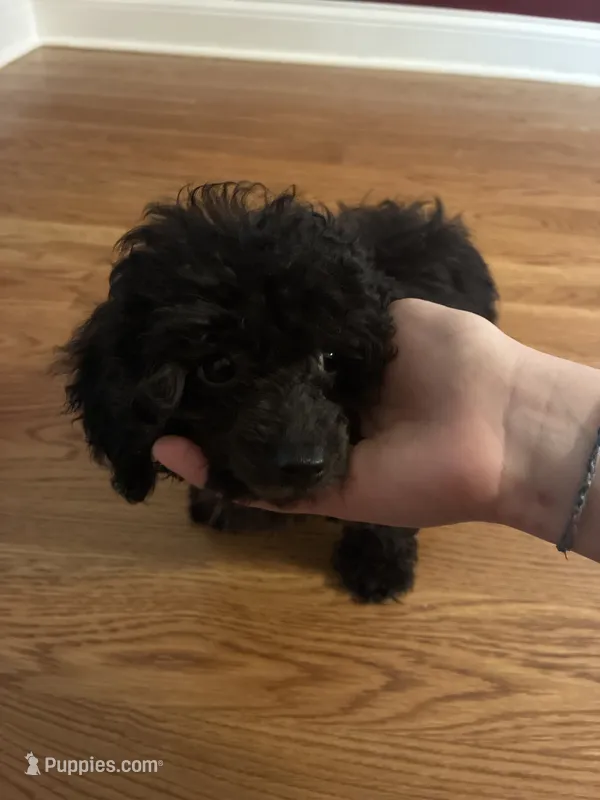 Keke – Poodle - Toy  puppy for sale in Hendersonville, TN
