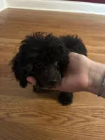 Keke, a female Poodle - Toy  for sale in Hendersonville, TN – 1 of 5