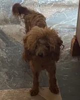 Pumpkin, a female Poodle - Toy  for sale in Nashville, TN – 2 of 2