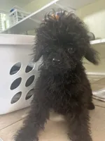 Coal, a male Poodle - Toy  for sale in Warrenton, MO – 5 of 6