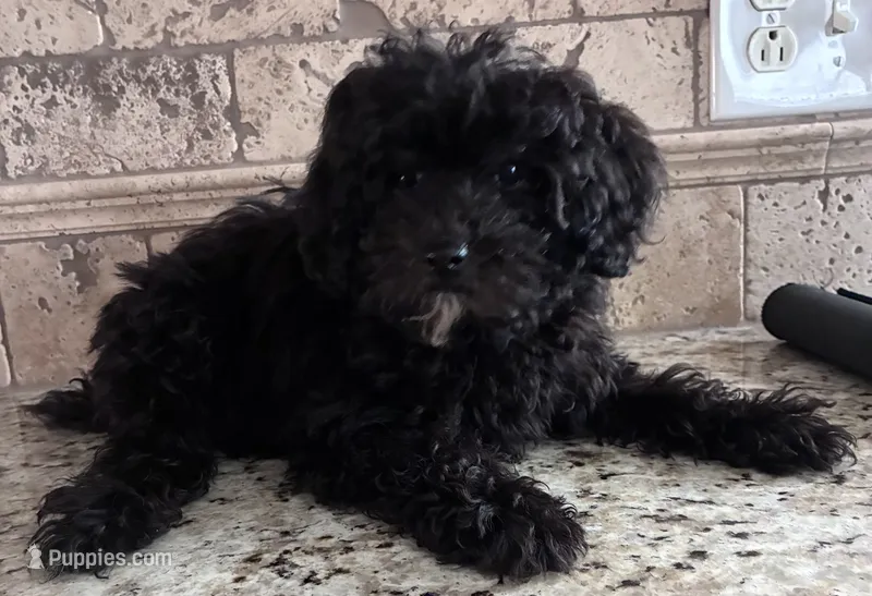 Akc onyx  – Poodle - Toy  puppy for sale in Hendersonville, TN