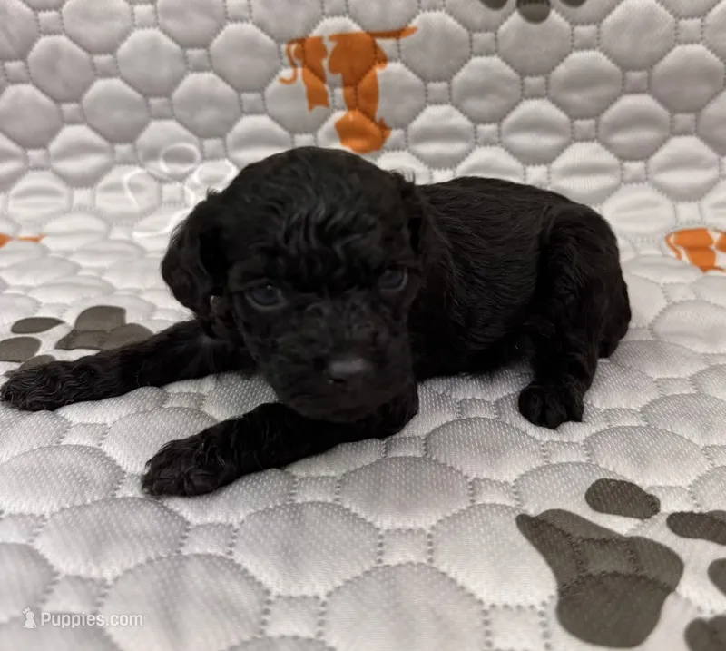 Akc raven  – Poodle - Toy  puppy for sale in Nashville, TN