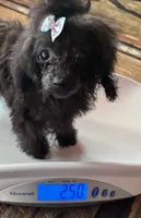 Raven, a female Poodle - Toy  for sale in Hendersonville, TN – 2 of 10