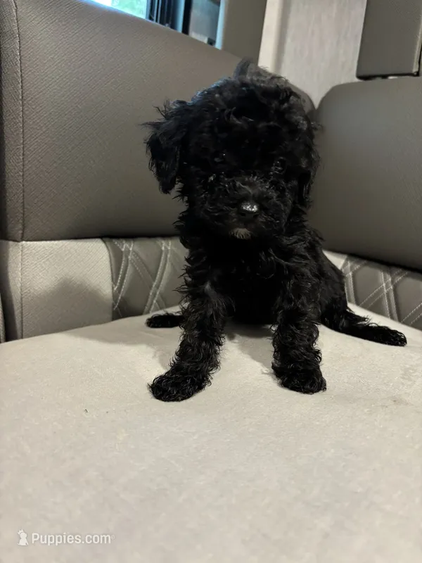 Akc onyx  – Poodle - Toy  puppy for sale in Warrenton, MO