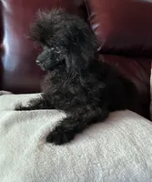 Codey , a male Poodle - Toy  for sale in Warrenton, MO – 4 of 8