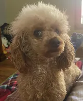 DD, a female Poodle - Toy  for sale in Warrenton, MO – Photo 3 of 5