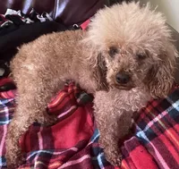 DD, a female Poodle - Toy  for sale in Warrenton, MO – Photo 4 of 5