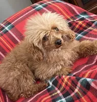 DD , a female Poodle - Toy  for sale in Warrenton, MO – Photo 4 of 4