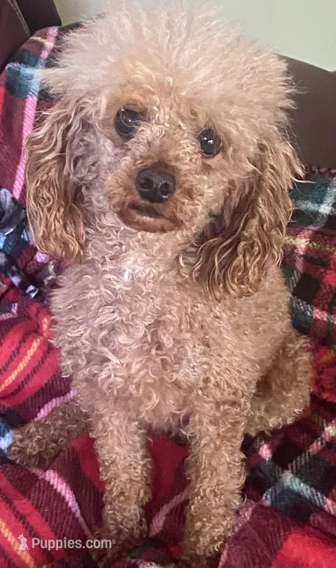 DD – Poodle - Toy  puppy for sale in Warrenton, MO