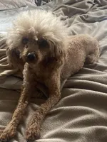 DD , a female Poodle - Toy  for sale in Warrenton, MO – Photo 1 of 4