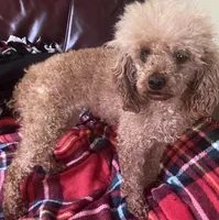 DD, a female Poodle - Toy  for sale in Warrenton, MO – Photo 5 of 5