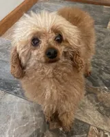 DD , a female Poodle - Toy  for sale in Warrenton, MO – Photo 3 of 4