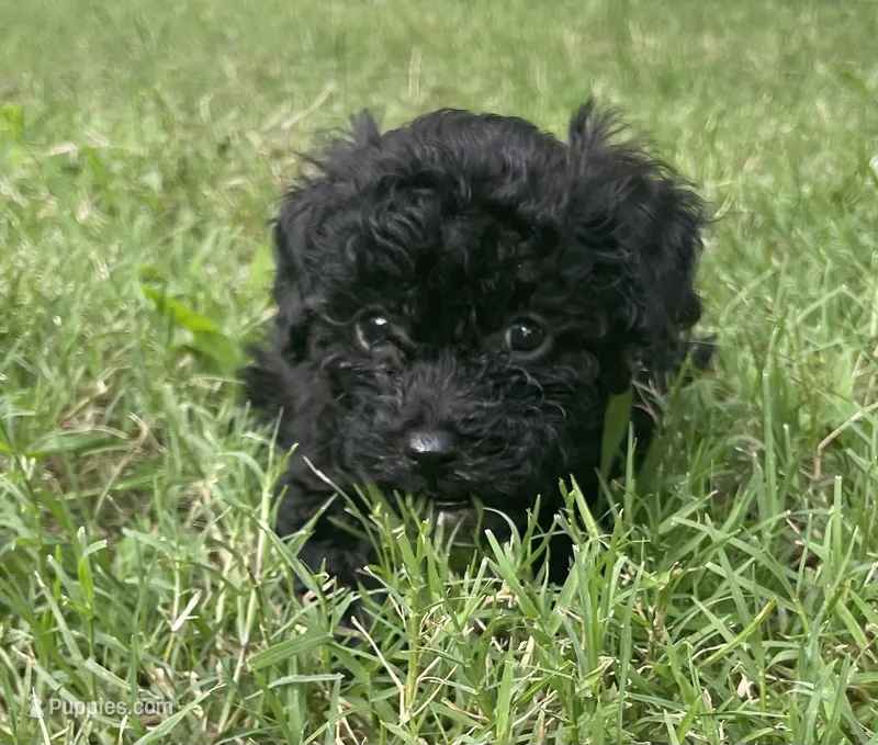 Akc calvin – Poodle - Toy  puppy for sale in Warrenton, MO
