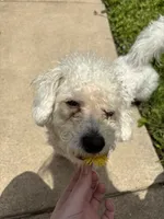 Nash, a male Poodle - Miniature  for sale in Hendersonville, TN – 2 of 10