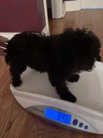 Akc onyx , a male Poodle - Toy  for sale in Hendersonville, TN – 4 of 4