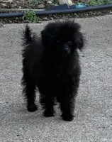Codey , a male Poodle - Toy  for sale in Warrenton, MO – 3 of 8