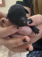 Puppy5, a female Poodle - Toy  for sale in Warrenton, MO – 1 of 1