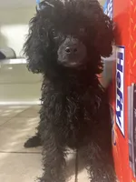  onyx , a male Poodle - Toy  for sale in Warrenton, MO – 6 of 6