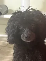  onyx , a male Poodle - Toy  for sale in Warrenton, MO – 5 of 6