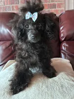 Raven, a female Poodle - Toy  for sale in Hendersonville, TN – 3 of 10