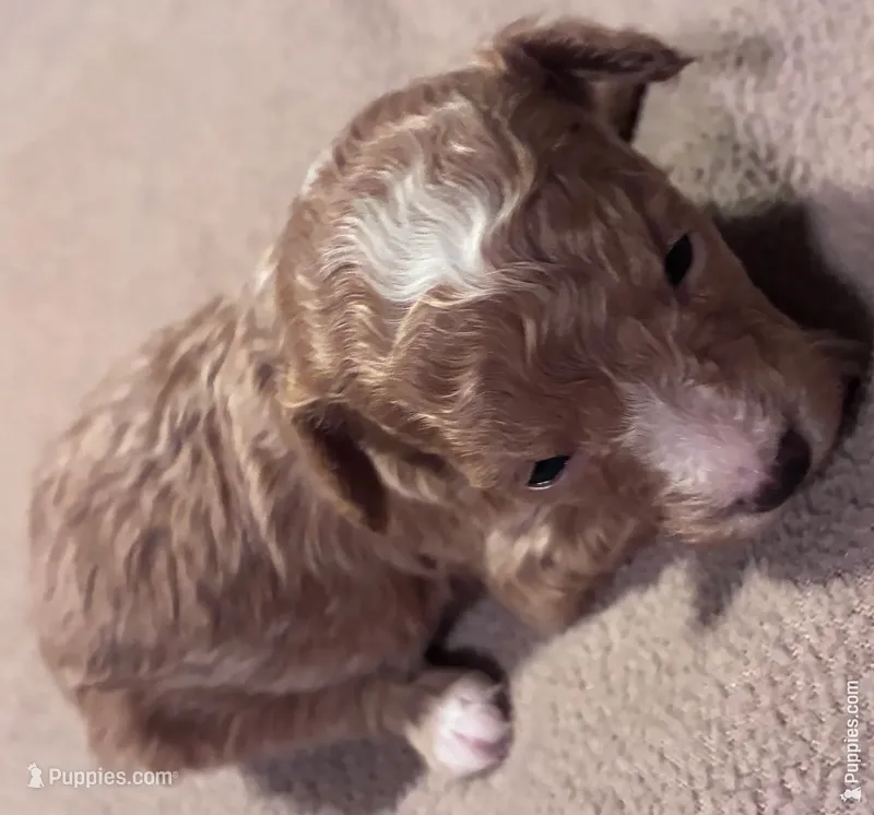 Puppy3 – Poodle - Toy  puppy for sale in Hendersonville, TN