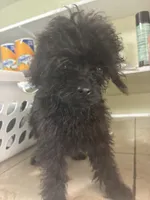 Coal, a male Poodle - Toy  for sale in Warrenton, MO – 4 of 6