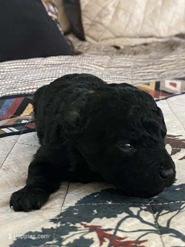 Akc calvin – Poodle - Toy  puppy for sale in Nashville, TN