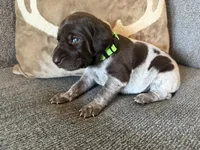 Green Collar - Boy, a male German Shorthaired Pointer for sale in Franklin, KY – 4 of 4